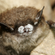 Image: Ryan von Linden/New York Department of Environmental Conservation